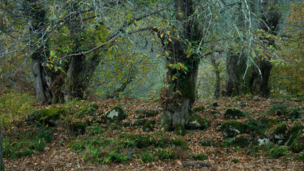 Forest near the city of Ozurgeti, Guria region, Georgia country. Autumn.