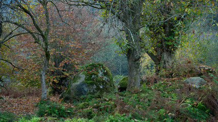 Forest near the city of Ozurgeti, Guria region, Georgia country. Autumn.