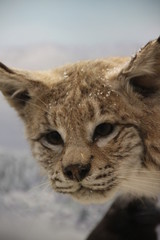 Lynx portrait in the snow flakes