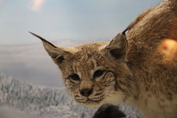 Lynx portrait in the snow flakes