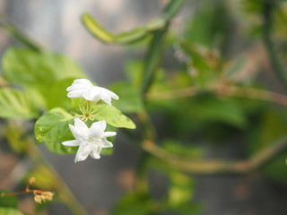 Jasmine white flower in garden, Fragrant flowers on blurred of nature background