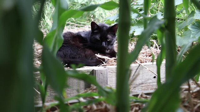A black cat sleeping in the vegetable patch of a homegrown garden amongst corn plants