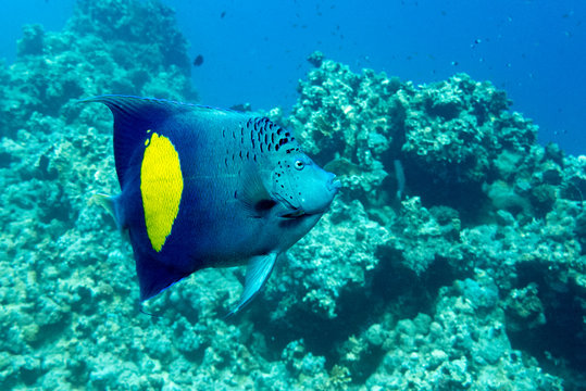 Yellowband  angelfish  Pomacanthus maculosus, also known as the halfmoon angelfish,. coral fish