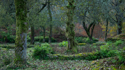 Forest near the city of Ozurgeti, Guria region, Georgia country. Autumn.