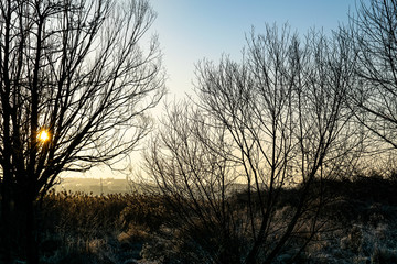 silhouette of tree at sunrise 