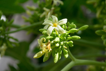 Papaya flowers white yellowish seeds fruit green leaf, Food plant green background floral
