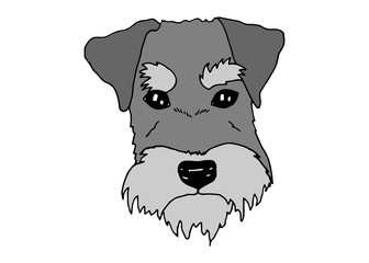 Schnauzer Dog Portrait. Dog breeds hand drawn doodle vector illustration. 