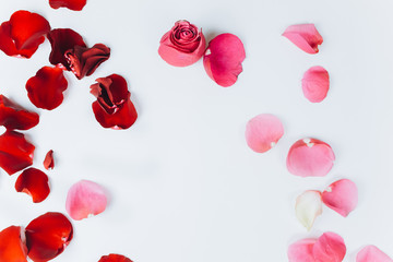 Red fresh leaves of roses lay on isolated background. St. valentine's day, romantic and love concept