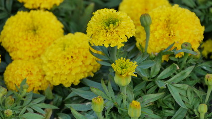  Beautiful yellow marigolds