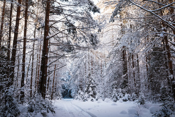 Beautiful winter scenery with forest full of trees covered snow
