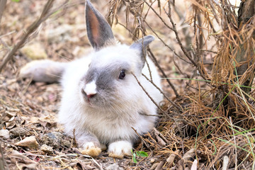 Little grey fluffy rabbit in the garden.