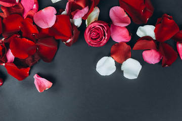 Red fresh leaves of roses lay on isolated background. St. valentine's day, romantic and love concept