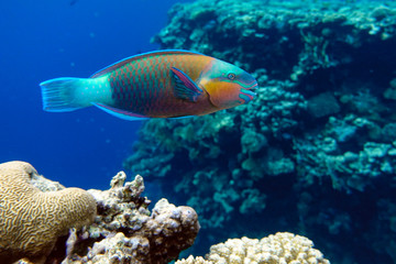Naklejka na ściany i meble Parrot fish (Scarus frenatus), close up in Red sea