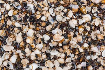 The shells on the beach.
