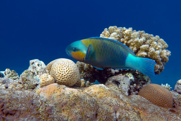 Parrot fish (Scarus frenatus), close up in Red sea