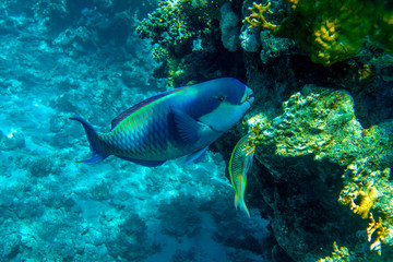 Parrot fish (Scarus frenatus), close up in Red sea