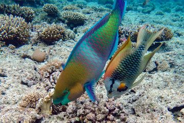 Parrot fish (Scarus frenatus), close up in Red sea