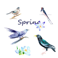 watercolor drawings - a set of migratory birds: cuckoo, swallow, jay, thrush