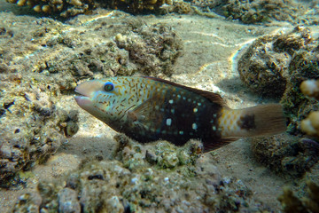 Stoplight Parrotfish on Coral Reef, Red sea