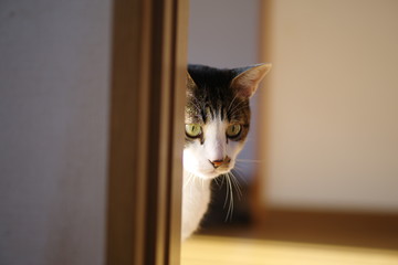 そっと覗き込む