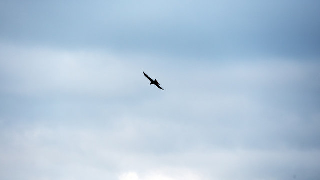 Hawk high in the sky