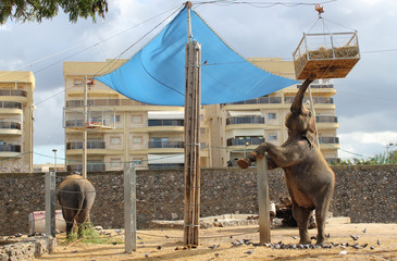 The elephant in the city zoo got up on its hind legs and pulls the hay from the feeder with a trunk