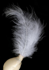 A small fluffy snowy white exotic bird feathers isolated on black macro