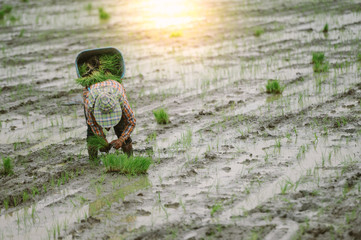 Thailand farmers rice planting working.