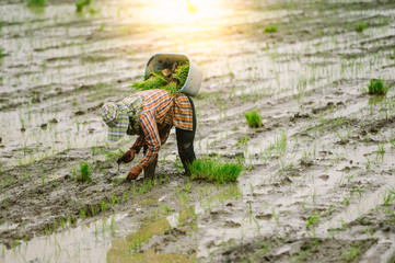The farmer is planting rice.