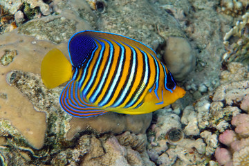 Angel fish, Royal angelfish, Pygoplites diacanthus  in tropical coral reef