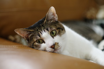 くつろぐ猫ちゃん