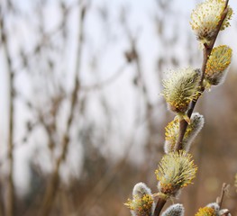 The first buds of willow Verba on the coast of the Gulf of Riga