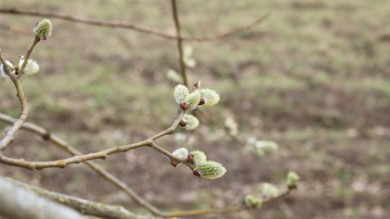 The first buds of willow Verba on the coast of the Gulf of Riga
