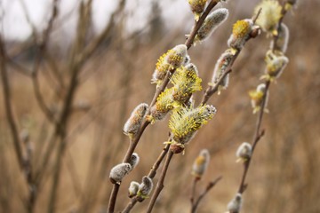 Naklejka premium The first buds of willow Verba on the coast of the Gulf of Riga