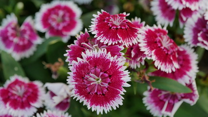 red flowers in the garden