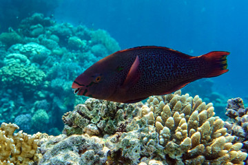 Fototapeta na wymiar Parrot fish (Scarus frenatus), close up in Red sea