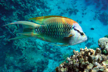 Naklejka na ściany i meble Beautiful fish under the sea - close up, Red sea Egypt