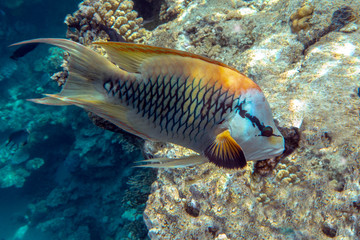 Obraz na płótnie Canvas Beautiful fish under the sea - close up, Red sea Egypt