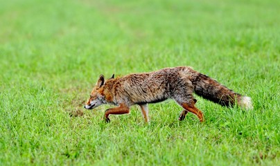 fox walking in grass