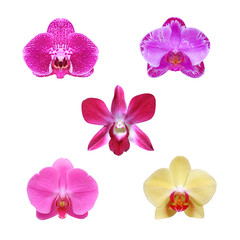 orchid collection species isolated on white background with clipping path