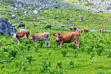 cows with calves in a meadow in the highlands