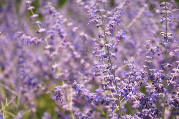 Obraz premium purple wild flowers close up
