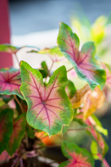 Naklejka na ściany i meble colorful of algonema,pink color of leaf with sunlight