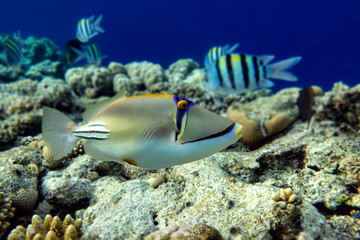 Picasso triggerfish (Rhinecanthus aculeatus) , coral fish on the coral reef.