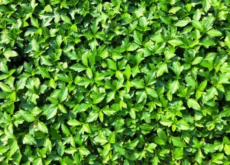Fototapeta na wymiar Picture of green plants wallpaper, backdrop