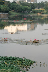 Pink lotus floating in the lake.
