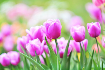 Spring blossoming tulips in garden, springtime pink flowers field background, pastel and soft floral card, selective focus, shallow DOF, toned