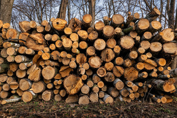 Cut Birch Trees Pile In The Forest