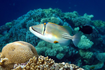 Picasso triggerfish (Rhinecanthus aculeatus) , coral fish on the coral reef.