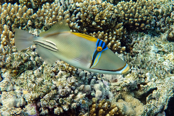 Picasso triggerfish (Rhinecanthus aculeatus) , coral fish on the coral reef.